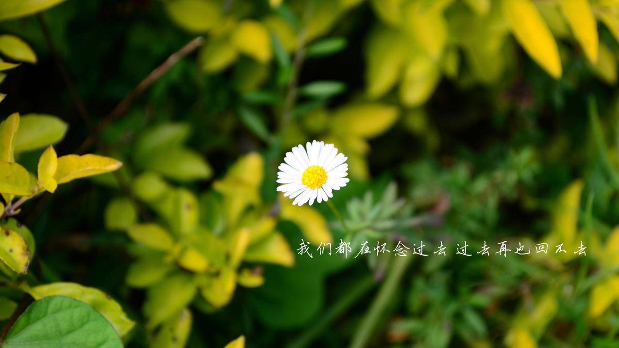 刷点赞快手软件怎么用