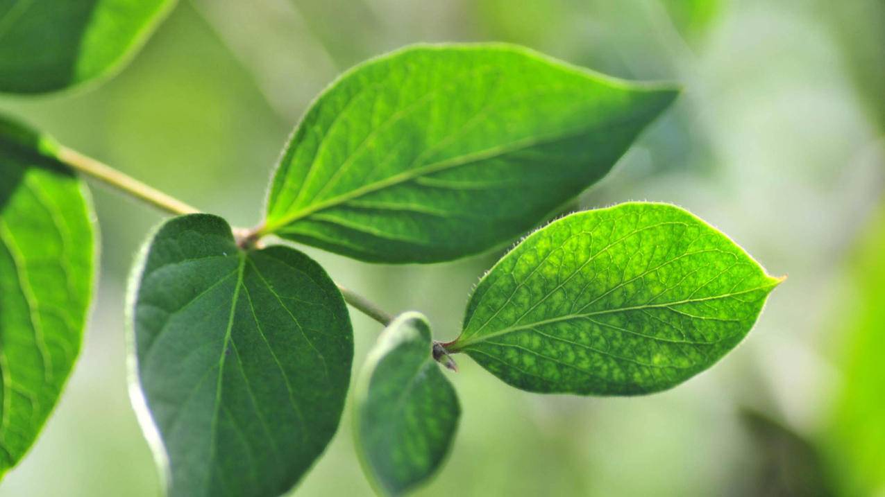 刷快手浏览量秒刷 -